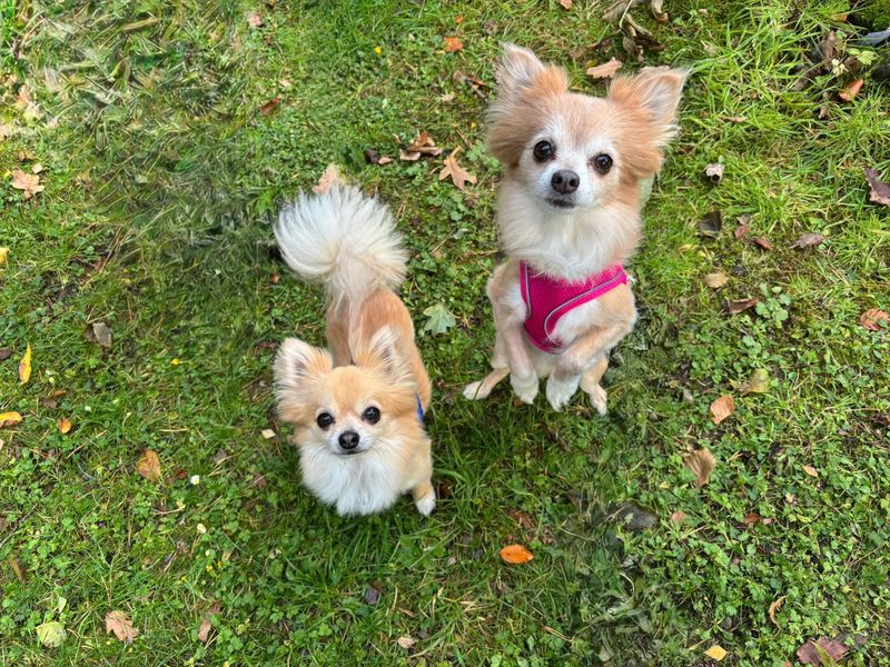 Chihuahua for adoption in West Calder, West Lothian – 11 years old