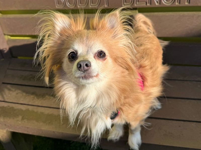 Amy | Chihuahua (Long Coat) | West Calder (Edinburgh) - 1
