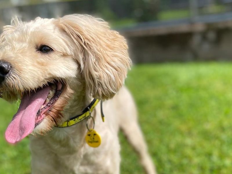 Poodle for adoption in , – 4 years old