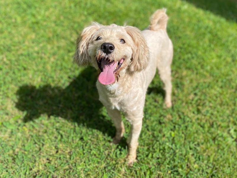 Poodle for adoption in , – 4 years old - Image 2 of 3