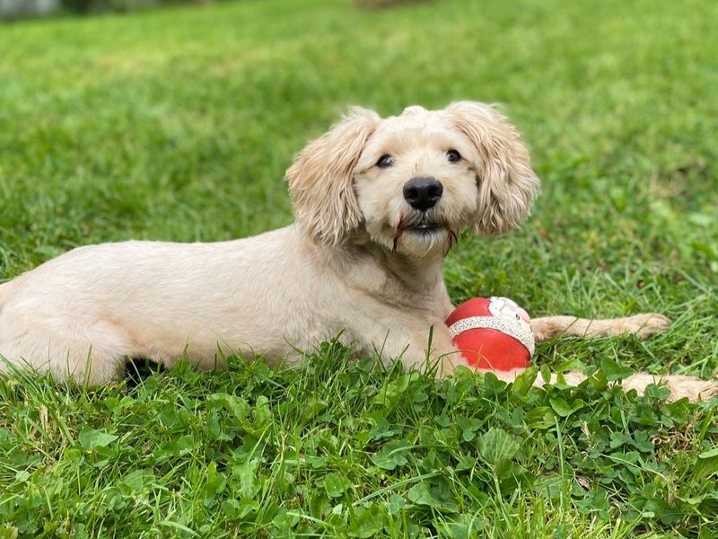 Poodle for adoption in , – 4 years old - Image 3 of 3
