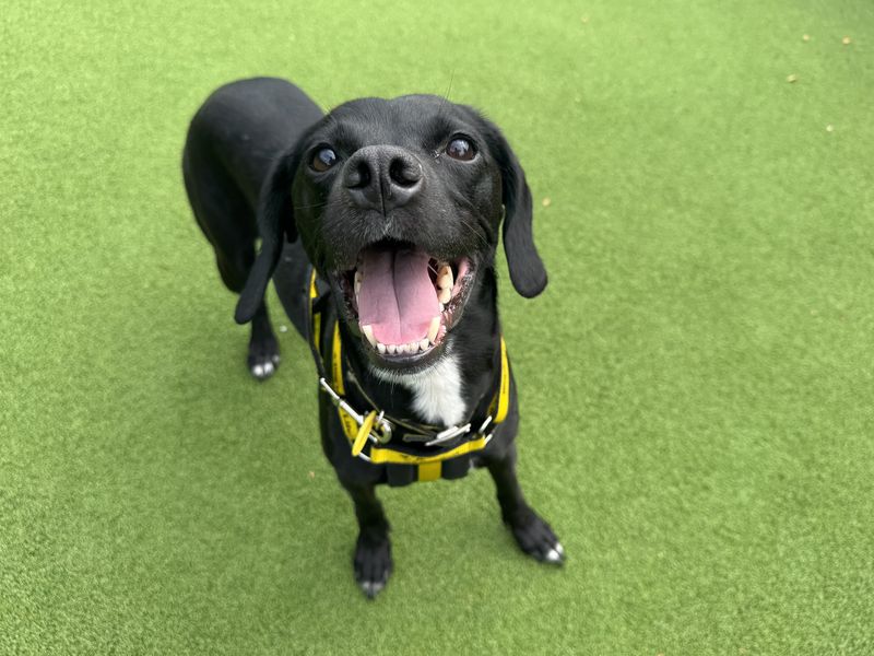 Kiera, a 6 years old female Crossbreed available for adoption from Dogs Trust in Basildon, Essex