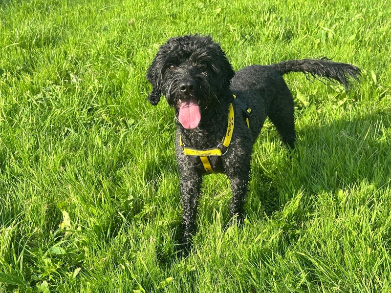 Poodle for adoption in Mid Glamorgan, Wales – 2 years old - Image 3 of 3