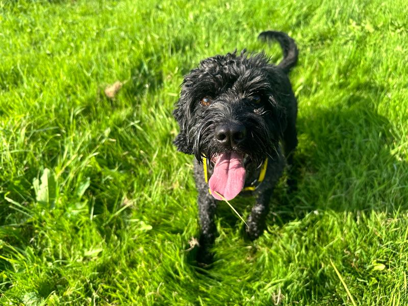Cocker Spaniel for adoption in Mid Glamorgan, Wales – 2 years old