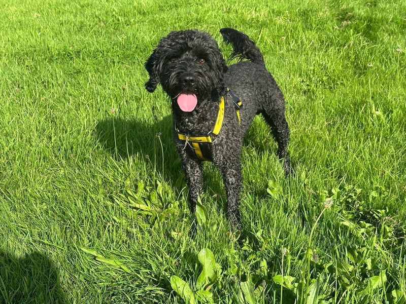 Kevin | Spaniel (Cocker) Cross | Bridgend (Wales) - 1