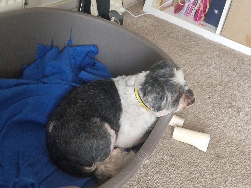 Shih Tzu for adoption in Mid Glamorgan, Wales – 14 years old - Image 2 of 2