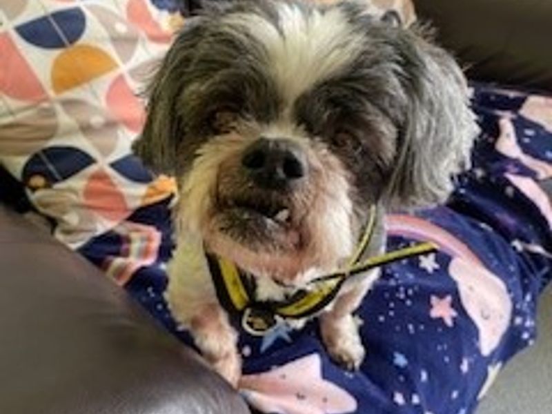Shih Tzu for adoption in Mid Glamorgan, Wales – 14 years old