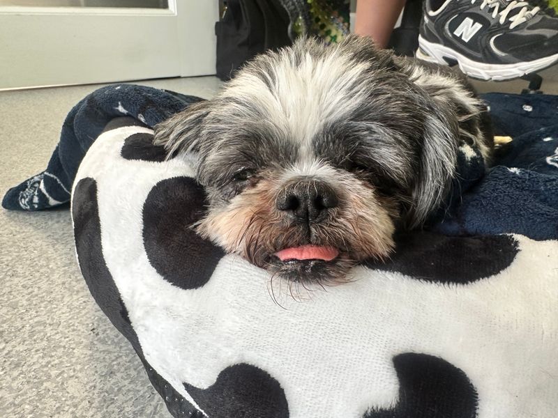 Ruby | Shih Tzu | Bridgend (Wales) - 1