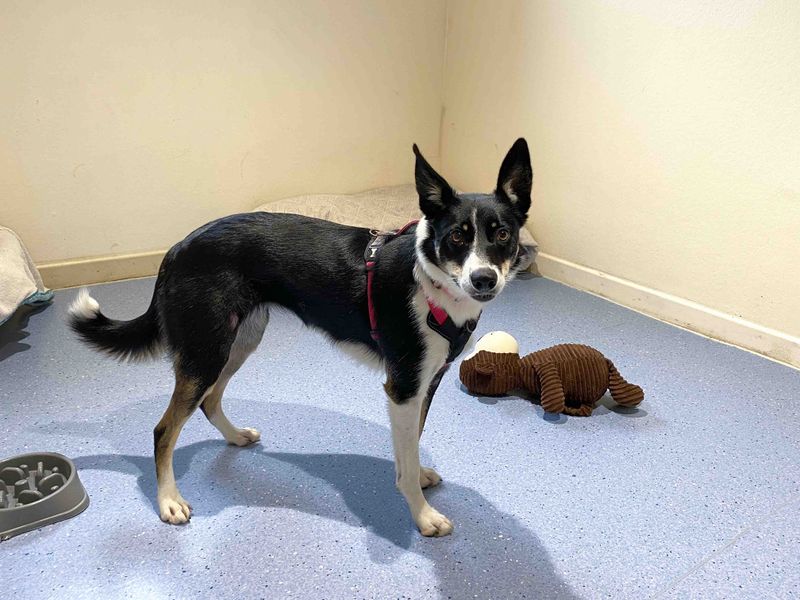 Border Collie for adoption in Sadberge, Co Durham – 3 years old