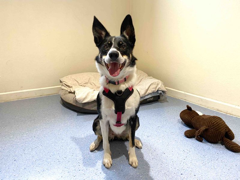 Border Collie for adoption in Sadberge, Co Durham – 3 years old - Image 3 of 3