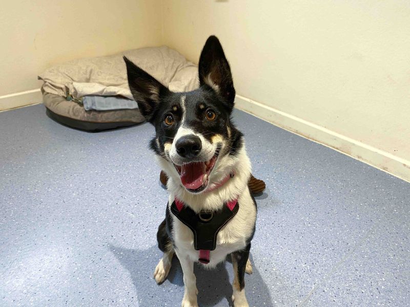 Border Collie for adoption in Sadberge, Co Durham – 3 years old - Image 2 of 3