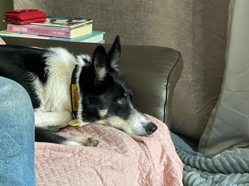 undefined | Collie (Border) | undefined - 2