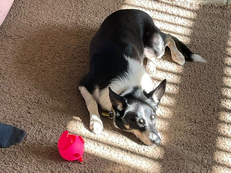 undefined | Collie (Border) | undefined - 4