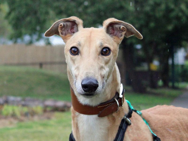 Greyhound for adoption in Liverpool, Merseyside – 3 years old - Image 3 of 3