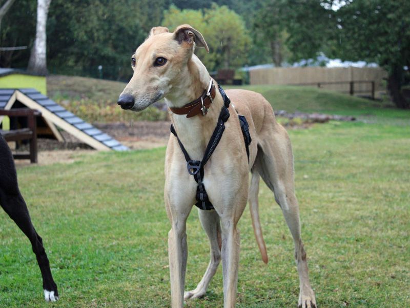 Greyhound for adoption in Liverpool, Merseyside – 3 years old