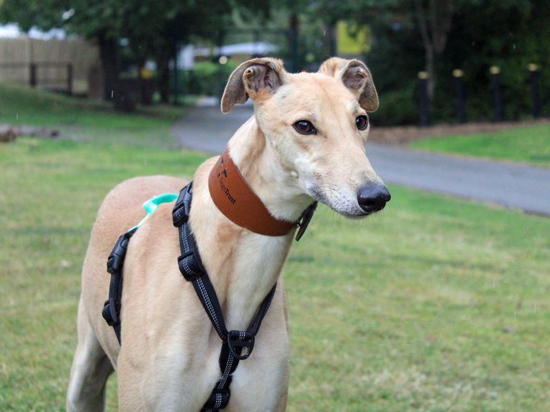 Greyhound for adoption in Liverpool, Merseyside – 3 years old - Image 2 of 3