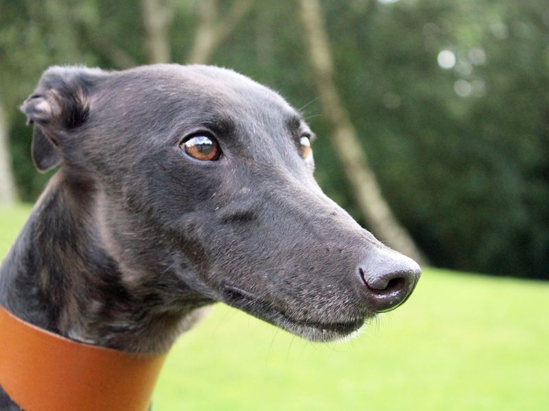 Greyhound for adoption in Liverpool, Merseyside – 5 years old - Image 2 of 2