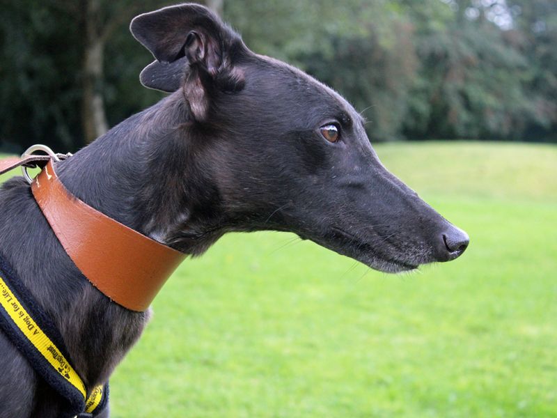 Greyhound for adoption in Liverpool, Merseyside – 5 years old