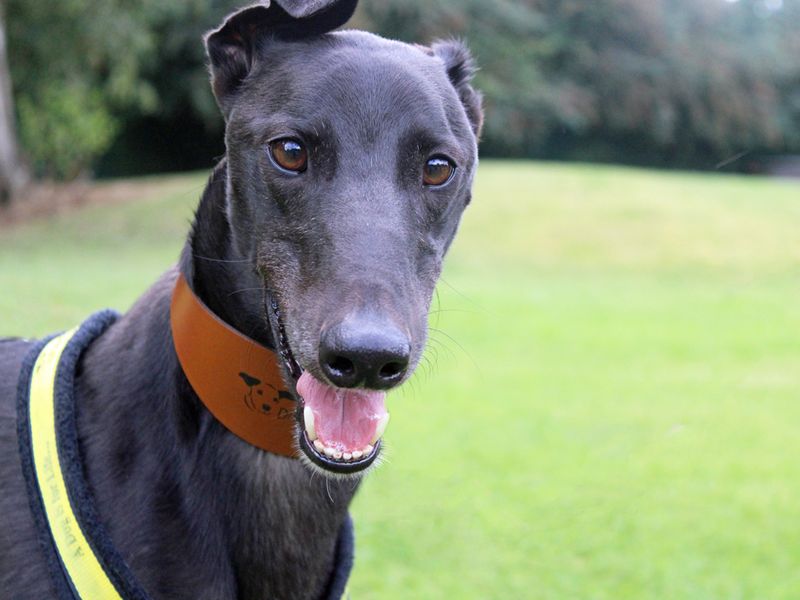 Greyhound for adoption in Liverpool, Merseyside – 3 years old - Image 4 of 4