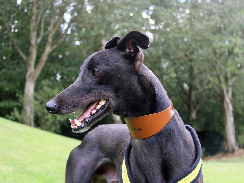Greyhound for adoption in Liverpool, Merseyside – 3 years old - Image 3 of 4