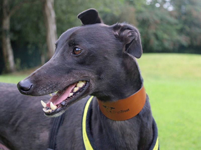 Greyhound for adoption in Liverpool, Merseyside – 3 years old - Image 2 of 4