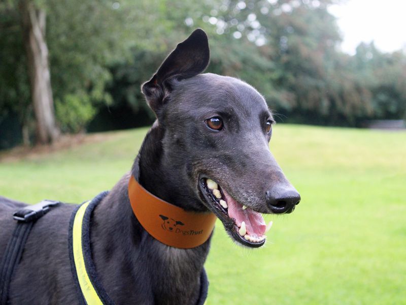 Greyhound for adoption in Liverpool, Merseyside – 3 years old
