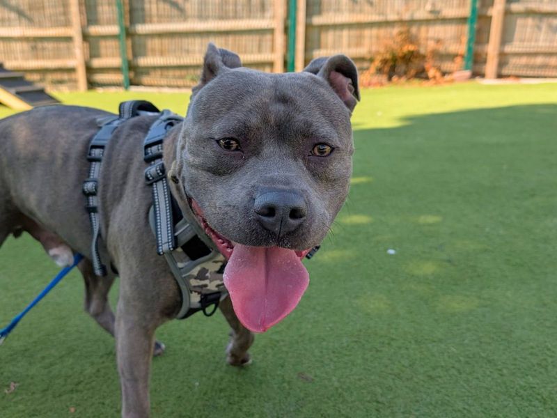 Staffordshire Bull Terrier for adoption in Uxbridge, London – 2 years old