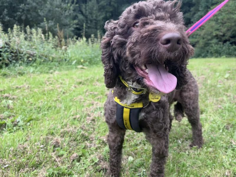 Cocker Spaniel for adoption in Ilfracombe, North Devon – 3 years old