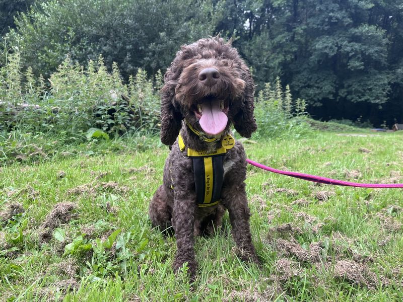 Poodle for adoption in Ilfracombe, North Devon – 3 years old - Image 3 of 4