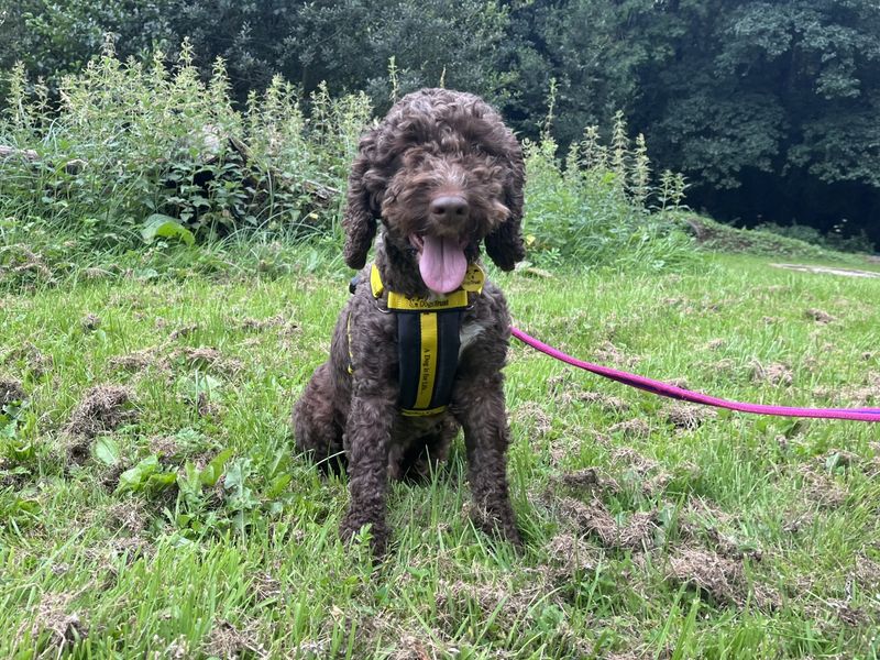 Poodle for adoption in Ilfracombe, North Devon – 3 years old - Image 2 of 4