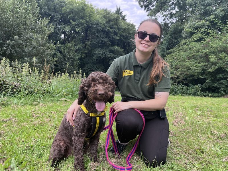Poodle for adoption in Ilfracombe, North Devon – 3 years old - Image 4 of 4