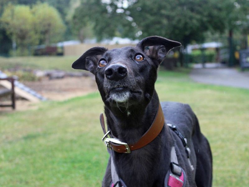 Greyhound for adoption in Liverpool, Merseyside – 3 years old - Image 2 of 3