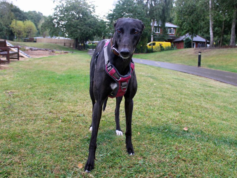 Greyhound for adoption in Liverpool, Merseyside – 3 years old