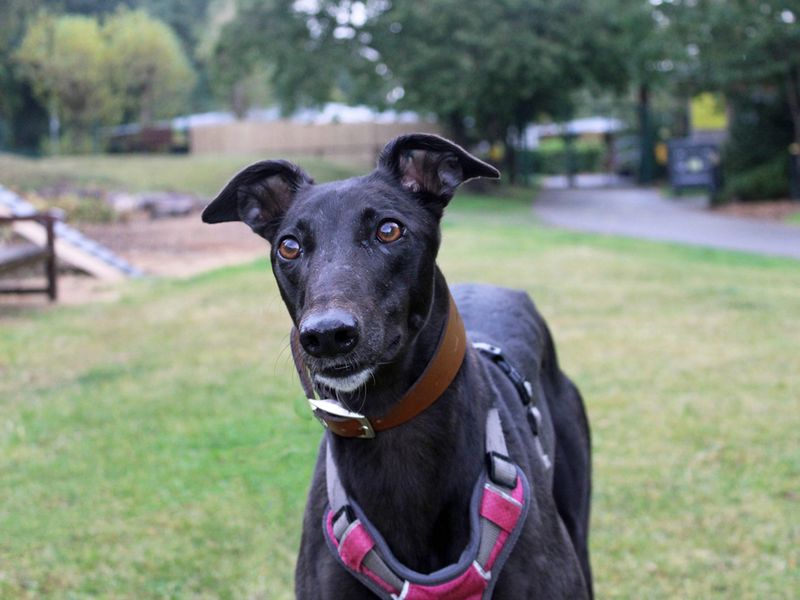 Greyhound for adoption in Liverpool, Merseyside – 3 years old - Image 3 of 3