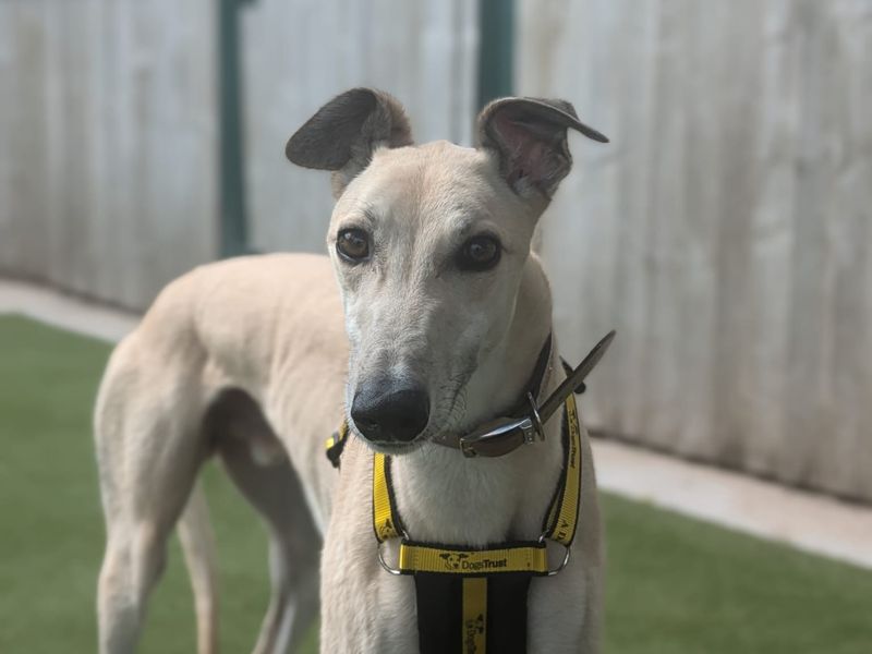 Greyhound for adoption in Manchester, Greater Manchester – 3 years old - Image 2 of 2