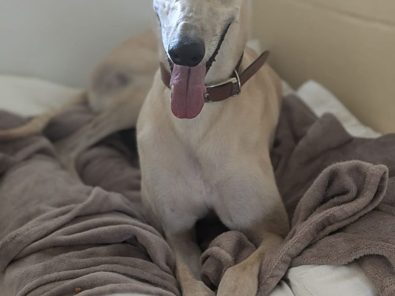 Greyhound for adoption in Manchester, Greater Manchester – 3 years old