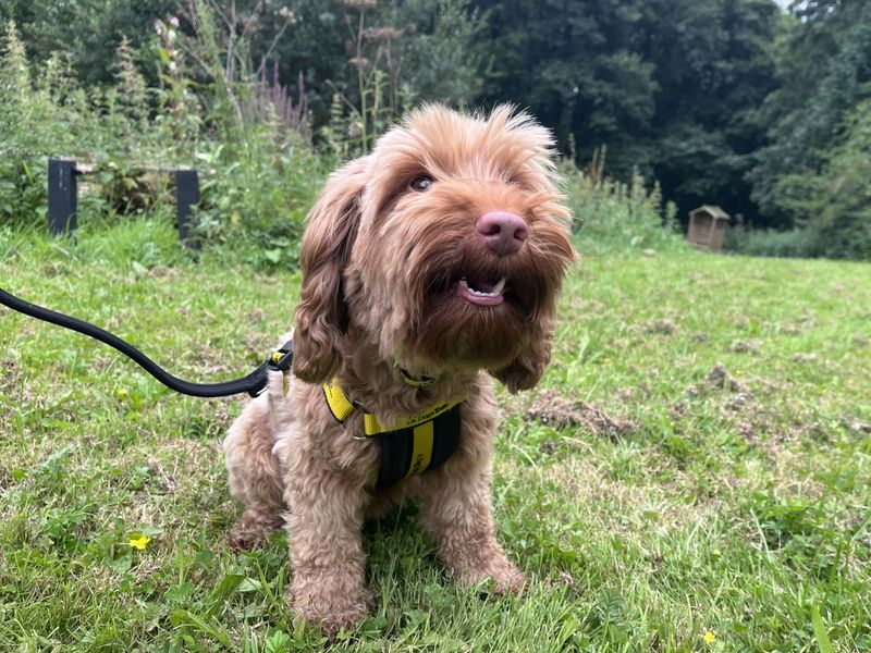 Poodle for adoption in Ilfracombe, North Devon – 3 years old - Image 3 of 3