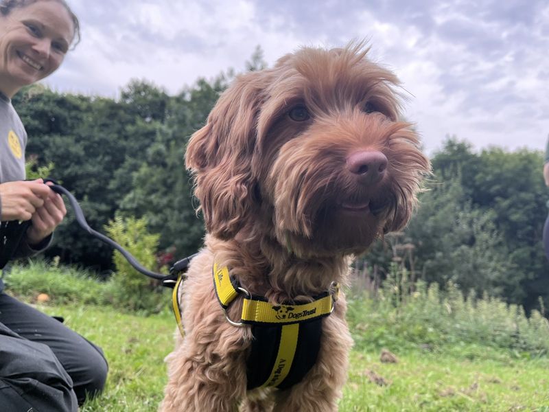 Cocker Spaniel for adoption in Ilfracombe, North Devon – 3 years old