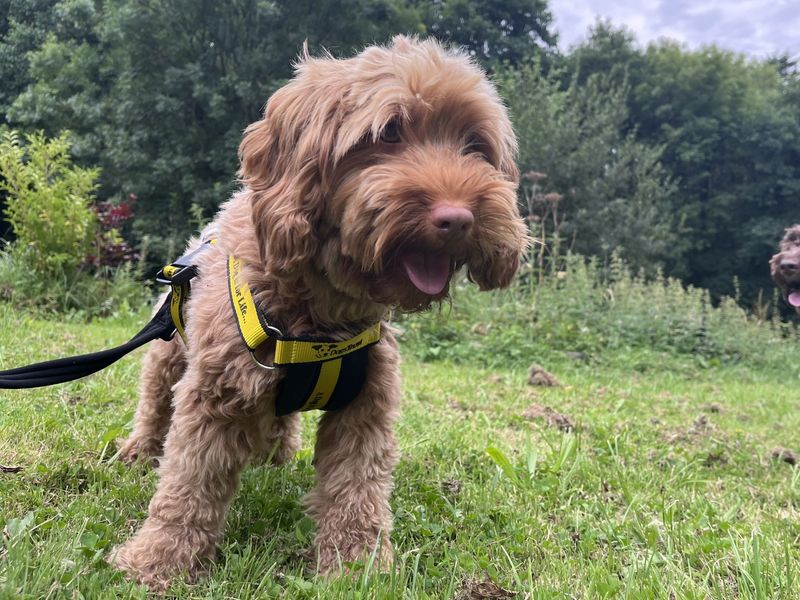 Poodle for adoption in Ilfracombe, North Devon – 3 years old - Image 2 of 3