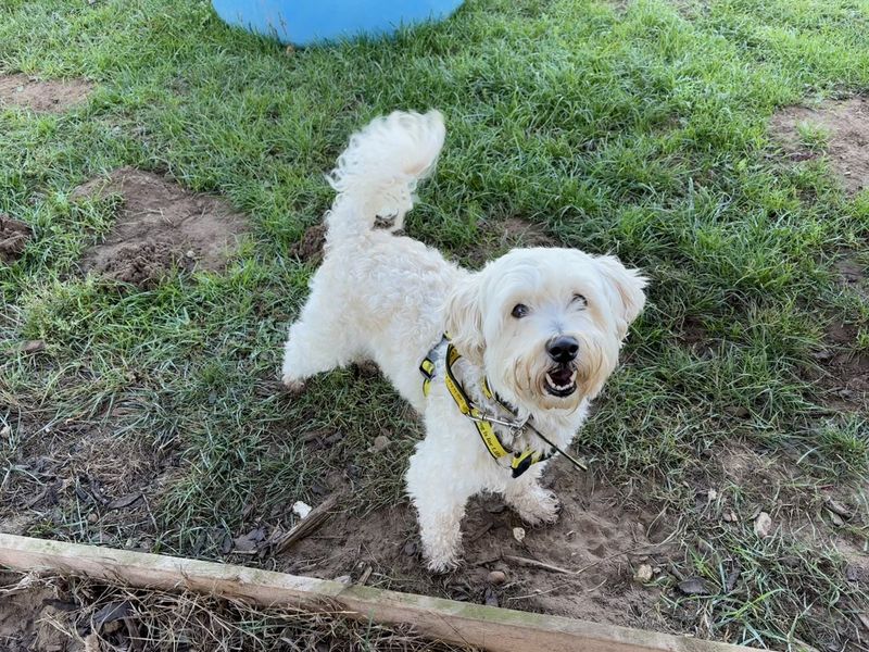 Poodle for adoption in Snetterton, Norfolk – 9 years old - Image 3 of 3