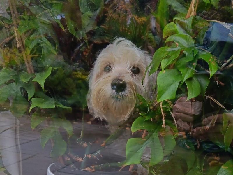 Poodle Dogs And Puppies For Adoption