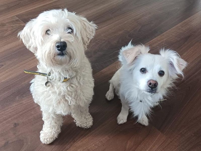 Poodle for adoption in Snetterton, Norfolk – 9 years old - Image 2 of 3