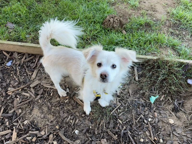 Pomeranian for adoption in Snetterton, Norfolk – 11 years old - Image 2 of 4