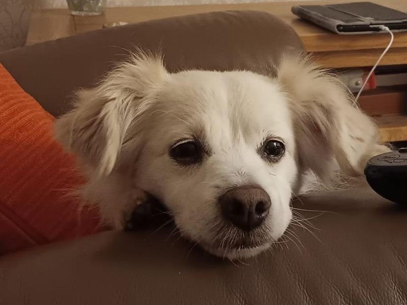 Pomeranian for adoption in Snetterton, Norfolk – 11 years old - Image 3 of 4