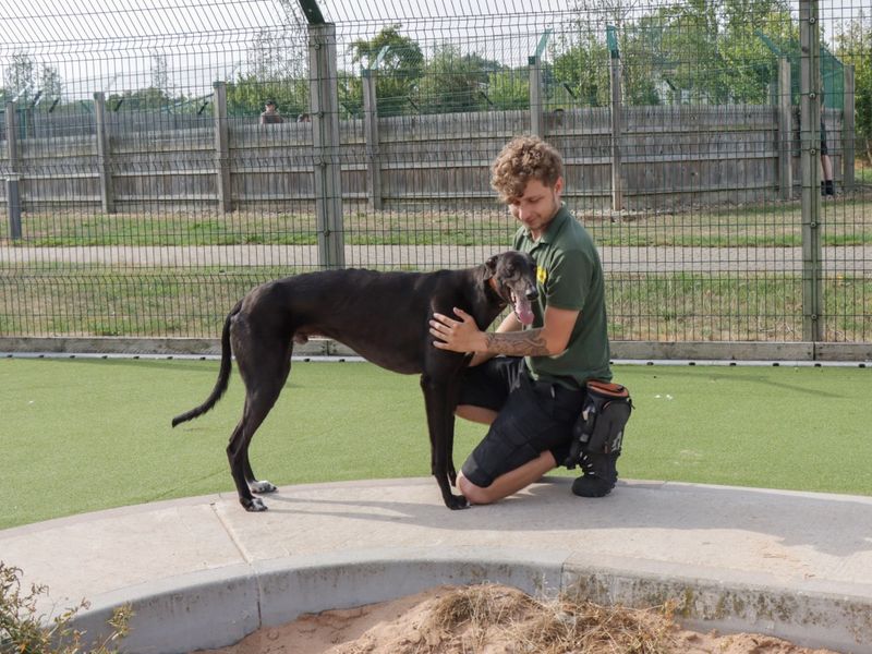 Greyhound for adoption in Evesham, Worcestershire – 4 years old - Image 2 of 5
