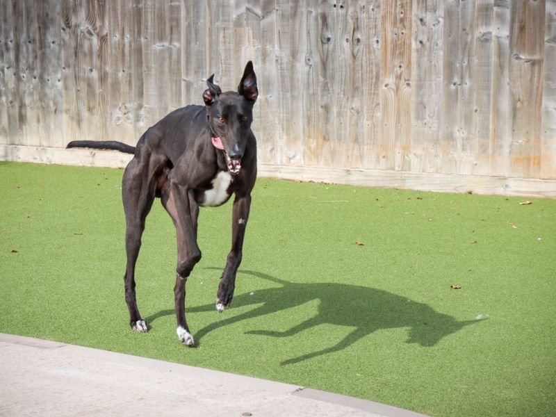 Greyhound for adoption in Evesham, Worcestershire – 3 years old