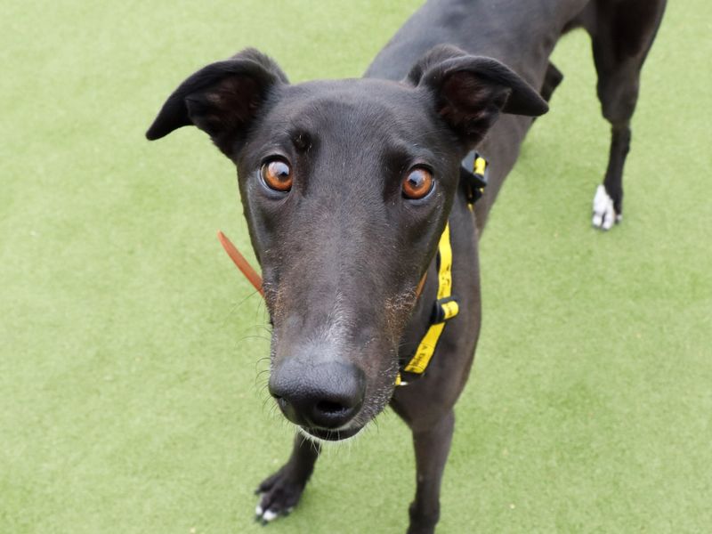 Greyhound for adoption in Evesham, Worcestershire – 4 years old - Image 5 of 5