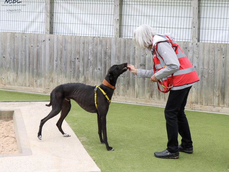 Greyhound for adoption in Evesham, Worcestershire – 4 years old - Image 4 of 5