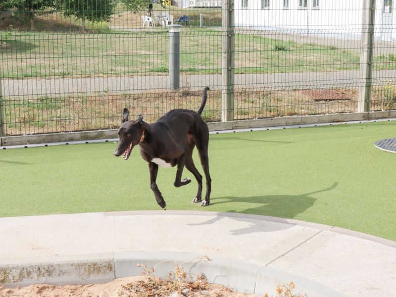 Greyhound for adoption in Evesham, Worcestershire – 4 years old - Image 3 of 5