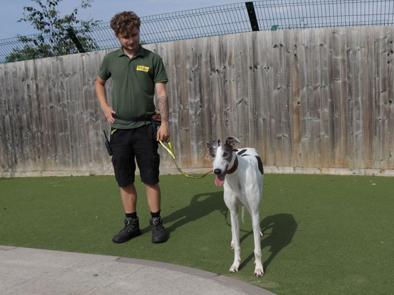 Greyhound for adoption in Evesham, Worcestershire – 4 years old
